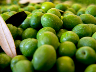 mazara-al-giardino-di-costanza-la-xii-edizione-de-lisola-del-tesolio