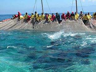 agripesca-toni-scilla-emozionante-la-riattivazione-della-tonnara-a-favignana-ora-serve-la-giusta-quantita-di-quota-tonno-da-pescare