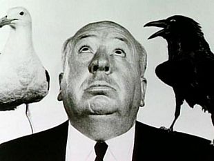 mazara-segnalati-casi-di-aggressioni-da-parte-di-gabbiani-hitchcock-docet