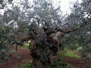 olivicoltura-aggregarsi-e-la-carta-vincente