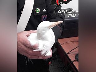 trapani-salvato-dai-carabinieri-del-cites-un-esemplare-di-airone-guardabuoi