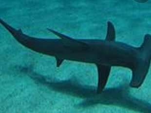 capo-feto-incontro-ravvicinato-con-degli-squali-da-parte-di-un-giovane-sub-marsalese