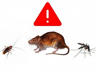 partanna-il-pd-denuncia-la-mancata-disinfestazione-del-territorio-comunale