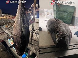 trapani-tonno-rosso-scoperte-numerose-irregolarita-nella-detenzione-e-nel-commercio