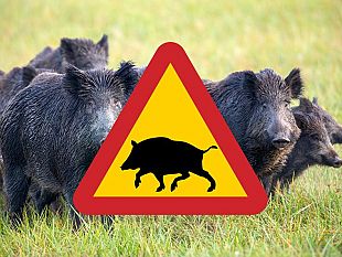 allarme-per-il-numero-crescente-dei-cinghiali-nel-mazarese-la-regione-che-fa