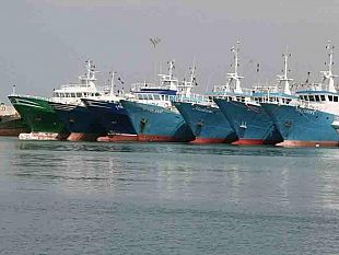 fermo-biologico-il-coordinamento-filiera-ittica-ringrazia-l-assessore-antonello-cracolici