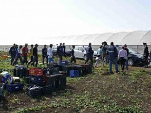 trapani-facevano-lavorare-17-senegalesi-in-nero-per-poco-piu-di-3-euro-l-ora-denunciati