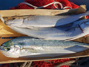 marettimo-il-capone-un-pesce-stagionale-tutto-da-scoprire