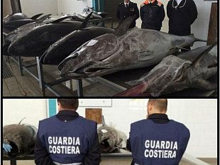 guardia-costiera-ingente-sequestro-di-tonno-rosso