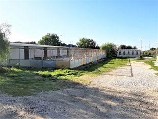 marsala-ottimi-risultati-con-la-nuova-gestione-del-canile-comunale