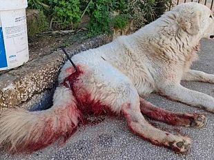 cane-ferito-con-una-balestra-a-castelvetrano-il-partito-animalista-fa-denuncia-in-procura