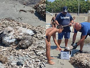 mazara-salvato-un-pullo-di-gabbiano-nella-spiaggia-di-san-vito