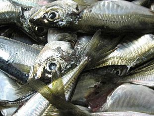 blitz-nei-ristoranti-di-mazara-del-vallo-sequestrati-oltre-20-kg-di-prodottti-ittici-irregolari