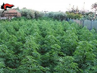 contrasto-alla-produzione-ed-allo-spaccio-di-stupefacenti-cinque-misure-cautelari-eseguite-dai-carabinieri