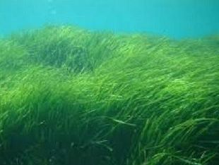posidonia-spiaggiata-la-giunta-grillo-autorizza-lo-stoccaggio