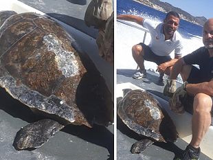 recuperato-a-favignana-un-esemplare-vivo-di-tartaruga-caretta-caretta-in-difficolta