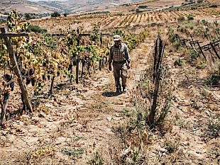 crisi-vitivinicola-lappello-di-cia-petrosino