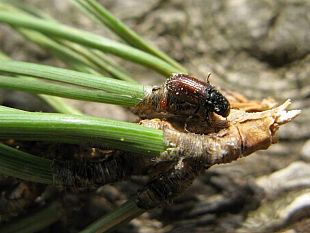 pineta-di-levanzo-infestata-da-un-insetto-parassita-interrogazione-della-ciminnisi-m5s