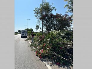 trapani-manutenzione-del-verde-sullo-scorrimento-veloce