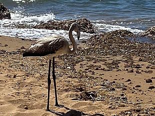 video-avvistato-un-fenicottero-sulle-spiagge-di-triscina