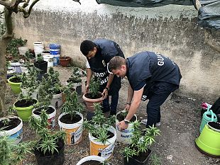 mazara-sequestrate-piante-di-marijuana-ed-arrestato-un-responsabile