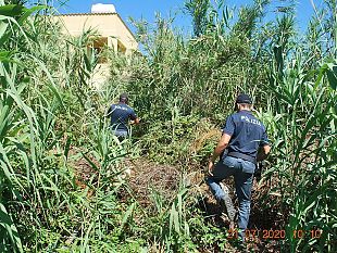 marsala-scoperta-piantagione-di-marijuana-la-polizia-arresta-due-giovani-del-luogo