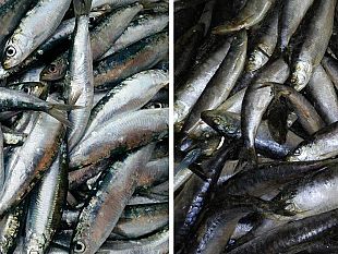 sarde-atlantiche-e-croate-spacciate-abusivamente-per-sarde-nostrane