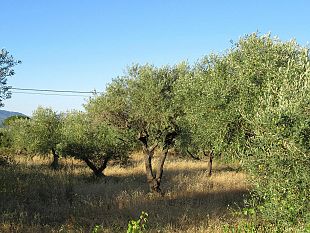 agricoltura-olio-produzione-in-perdita-nelle-province-di-palermo-e-trapani