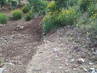 oggi-inizia-il-servizio-antincendio-in-sicilia-a-breve-anche-i-forestali-della-manutenzione