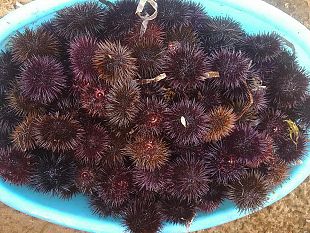 fermati-in-auto-con-1000-ricci-pescati-al-largo-di-mazara-denunciati-3-palermitani