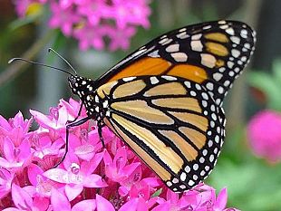 casa-delle-farfalle-a-marsala-venerdi-28-la-giornata-inaugurale-dellevento