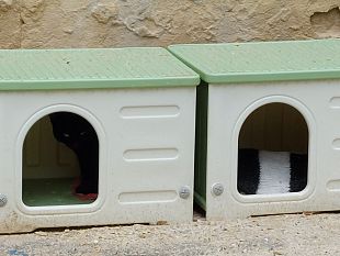 trapani-una-cuccia-per-i-gatti-randagi-in-centro