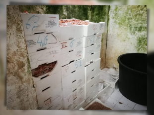 mazara/mazara-la-capitaneria-sequestra-200-kg-di-pesce-in-stabilimento-abusivo