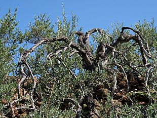 ogghiu-patescu-fest-il-sostegno-allolivocoltura-dellente-parco-nazionale-isola-di-pantelleria