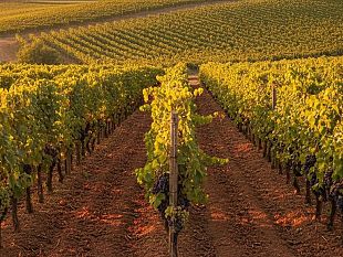 agricoltura-40-milioni-per-la-diversificazione-delle-aziende-agricole-siciliane