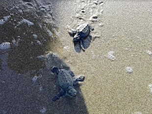 le-tartarughe-marine-tornano-a-nidificare-sulle-coste-siciliane