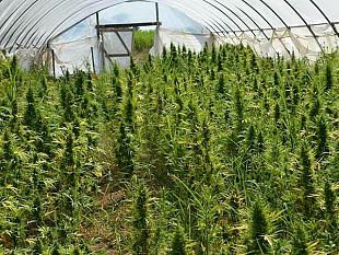 lotta-alla-coltivazione-di-marijuana-scoperta-piantagione-in-terreno-di-un-consigliere-di-petrosino