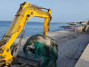 mazara-rimossa-la-carcassa-del-cetaceo-arenato-nella-spiaggia-di-san-vito