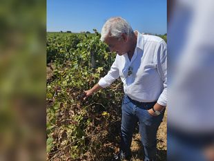 peronospora-agea-pronta-a-erogare-25-milioni-in-sicilia-pellegrino-fi-bene-azione-del-governo-regionale