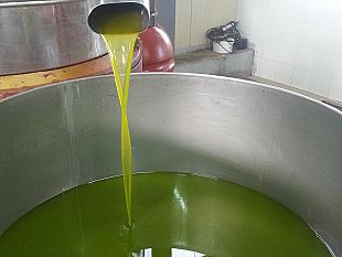 castelvetrano/la-siccita-porta-il-costo-dellolio-alle-stelle-qualita-alta-ma-cala-la-produzione