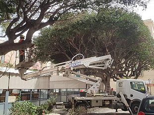 trapani-riprendono-le-potature-in-citta-coinvolte-numerose-arterie