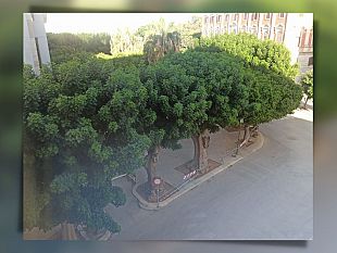 trapani-cinque-eritrine-di-piazza-vittorio-veneto-saranno-abbattute