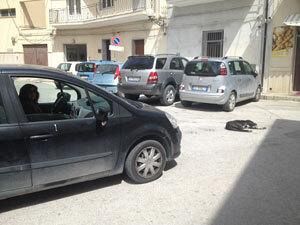 randagismo-in-citta-adesso-anche-un-mistero-da-svelare