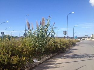 mazara-in-stato-di-abbandono-area-circostante-la-sopraelevata-l-ecomostro-elettorale