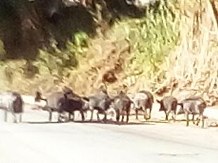 salemi-dopo-il-dissequestro-dellallevamento-di-bonasoro-arriva-lordinanza-per-labbattimento-dei-suini-neri