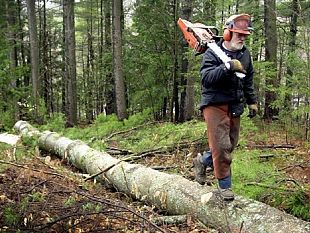 sicilia-e-campania-uniti-dallo-stesso-dilemma-i-forestali