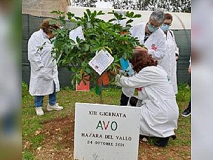 mazara-i-volontari-avo-adornano-un-albero-per-comunicare-la-gioia-di-donarsi