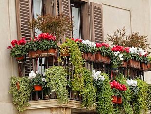 mazara-su-proposta-di-una-cittadina-nasce-la-via-dei-fiori