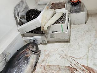 controlli-sulla-filiera-della-pesca-scoperte-55-tonnellate-di-prodotti-ittici-non-idonei-al-consumo