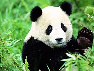 alla-ricerca-della-virtu-perdute-la-mitezza